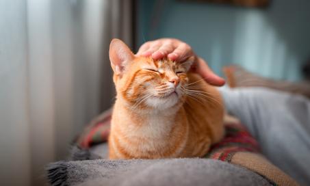 How To Find the Best Joint Supplements for Cats