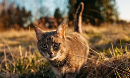 Coccidioidomycosis in Cats