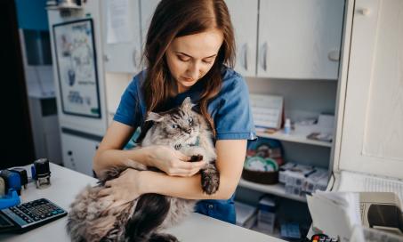 When to Put a Cat With Hyperthyroidism to Sleep