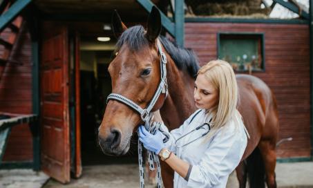3 Types of NSAIDs for Horses