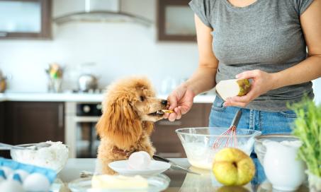 狗能吃梨吗?