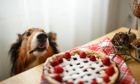 狗能吃树莓吗?