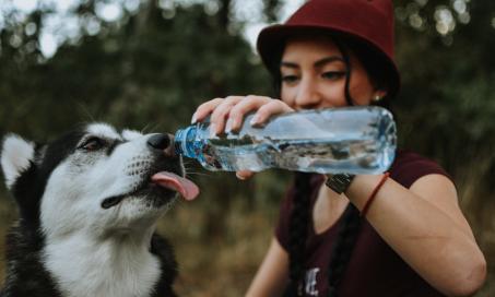 how much water should a 9 pound dog drink per day