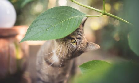 花园植物对猫的毒性