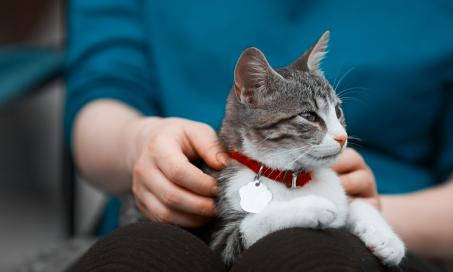 When to Euthanize a Cat with Kidney Disease