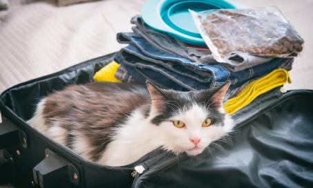 8 Tips For Traveling with a Cat