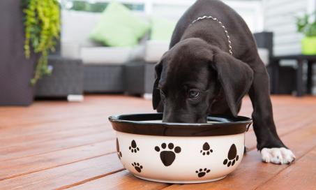 does dog bowl size matter