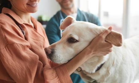 Nasal Tumors in Dogs