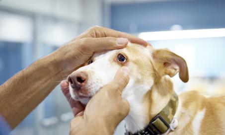 进步的视网膜Atrophy (PRA) In Dogs