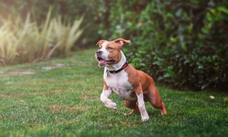 what age do american staffies go on heat