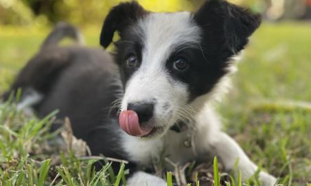 how do you start puppies on solid food