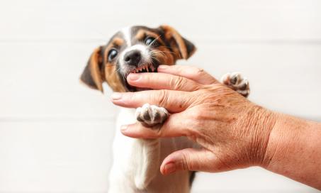Snapshot of How To Rehabilitate A Puppy That Bites At 6 Months