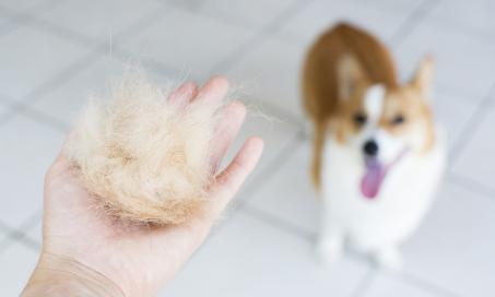 5 Home Remedies for Your Dog's Itchy Skin