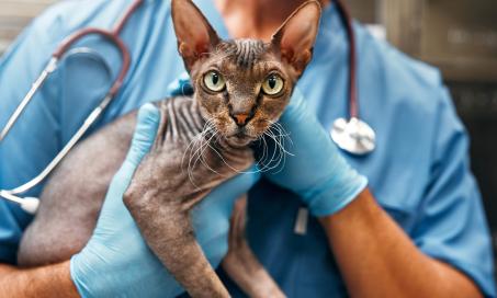 Cancer in Cats