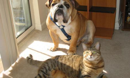 关于猫狗甲状腺疾病你需要知道的事情