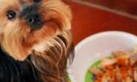Even Pet Health Care Providers Cannot Get Portion Control Right