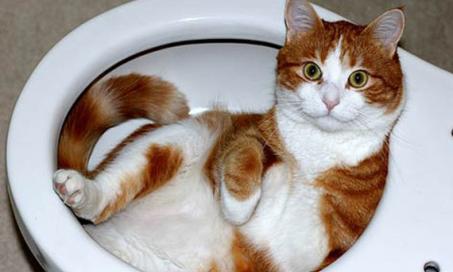 Feline Urinary Issues: Treating Urinary Tract Infections