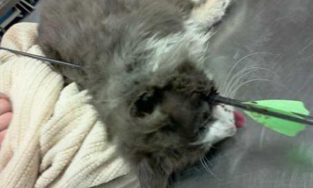 Pictures of Cat Injured by Arrow on Facebook Page Raises Money for Feral Felines