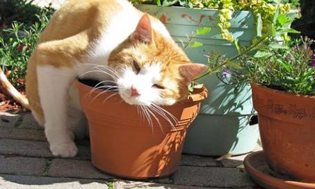 10种草药改善你的猫的健康