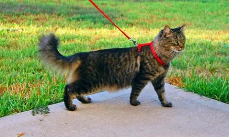 How to Walk a Cat (and Live to Tell About It)