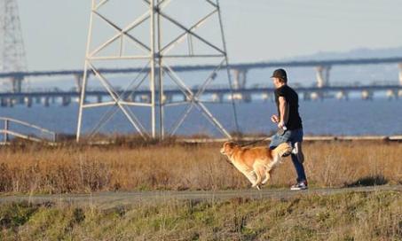Running and Staying Safe with Your Dog