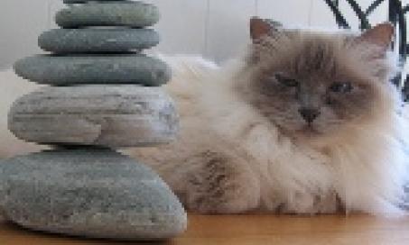 Feline Urinary Issues: Is Surgery Necessary for Bladder Stones?