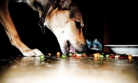 Contrasting Grain-based and Meat-based Diets for Dogs