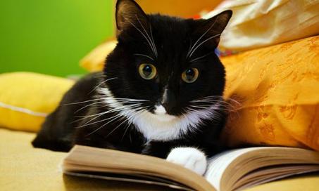 4 Facts About Your Cat’s Brain