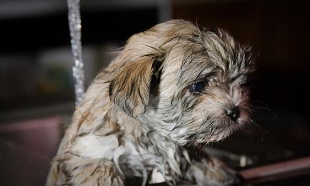 5 Tips For Bath Time Fun with Your Pets