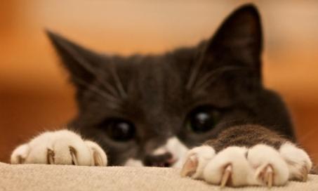 Are Cats Evil, Mean, or Vindictive by Nature?
