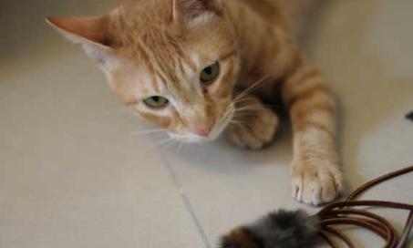 Improve Your Cats' Health By Letting Them 'Hunt' for Food