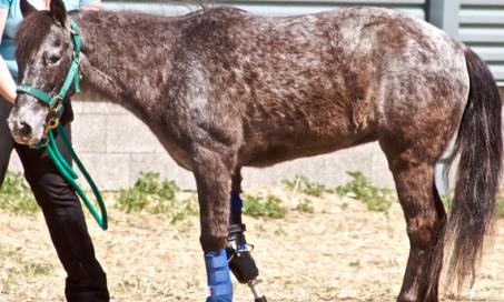 The Will to Walk – Prosthetic Limbs for Horses