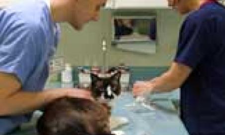 Veterinary Technician or Veterinary Nurse?