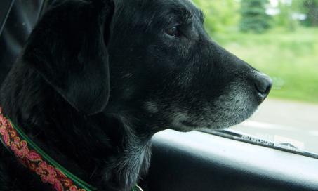 Cancer Treatment for Pets: Making the Hardest Decision
