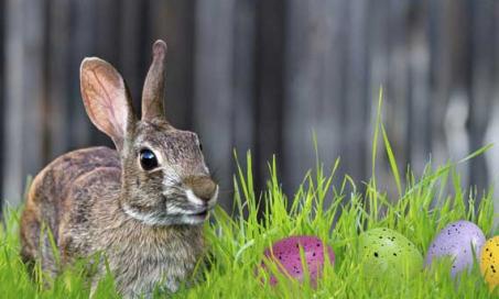 Beware the Lure of the 'Easter Bunny'