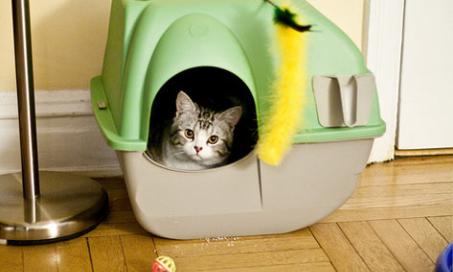 Natural Cat Litter: What's the Difference and Should You Switch?