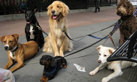 Keeping Your Pet Fit in the City