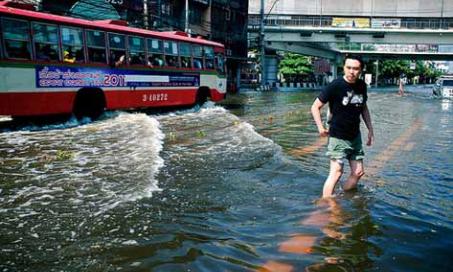 网络帮助曼谷遭受洪水袭击的宠物们获得安慰