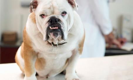 Diagnosing Worms in Pets Not Always Simple