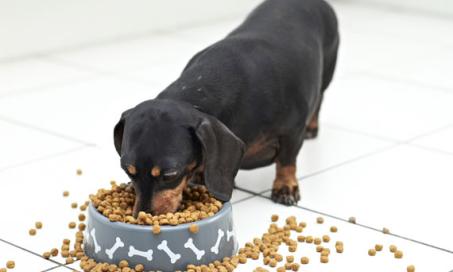 How You Feed Your Dog Is As Important As What You Feed