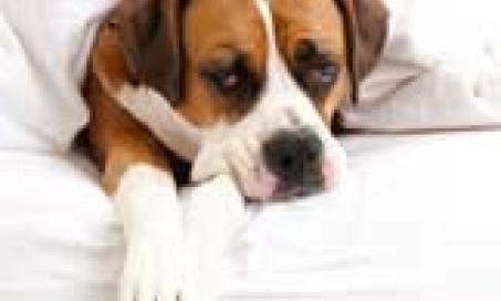 Inflammatory Bowel Disease in Dogs and Cats
