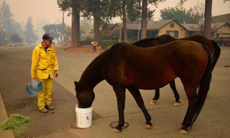 社区团结起来帮助被加州野火转移的动物