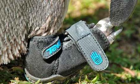 Shoe Company Fits Penguin with Life-Saving Sole
