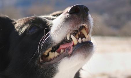如何清洁狗的牙齿:工具和技巧