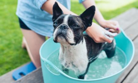 How to Make an Oatmeal Bath for Dogs With Itchy Skin