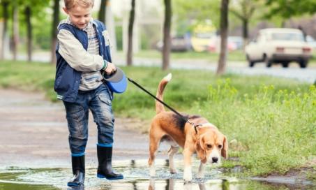 why do dogs roll in bird poop