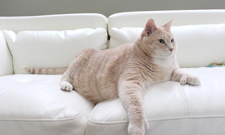 Cat Weight Loss Tips from Bronson the 33-Pound Cat