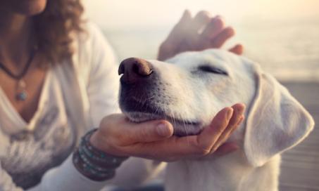 Artificial Respiration for Dogs