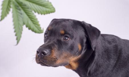 Can Dogs Get High? The Dangerous Effects of Marijuana on Dogs