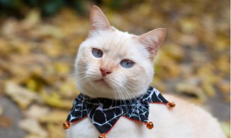 5 Minimalist Cat Costumes That Your Cat Might Not Hate